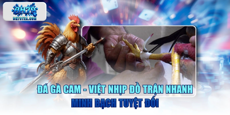 Đá Gà Cam - Việt Nhịp Đồ Trận Nhanh, Minh Bạch Tuyệt Đối