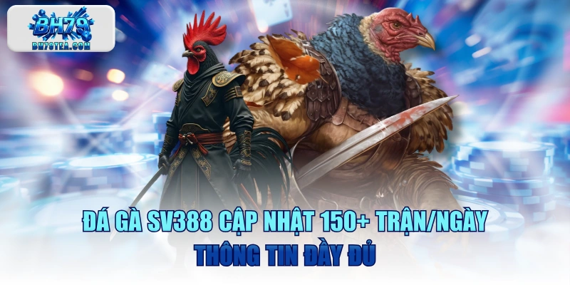 Đá Gà SV388 Cập Nhật 150+ Trận/Ngày, Thông Tin Đầy Đủ