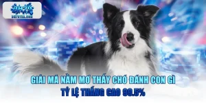 Giải Mã Nằm Mơ Thấy Chó Đánh Con Gì Tỷ Lệ Thắng Cao 99.5%