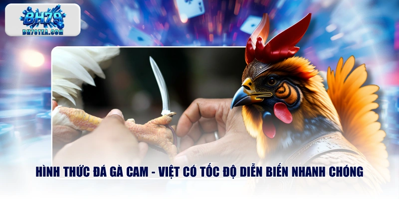 Hình thức đá gà Cam - Việt có tốc độ diễn biến nhanh chóng