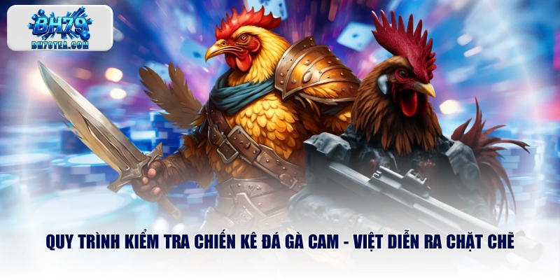 Quy trình kiểm tra chiến kê đá gà Cam - Việt diễn ra chặt chẽ